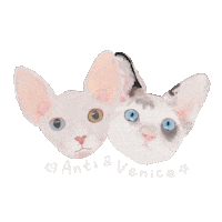 Cats Eun Sticker
