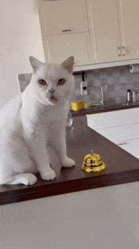 Cute Cat GIF