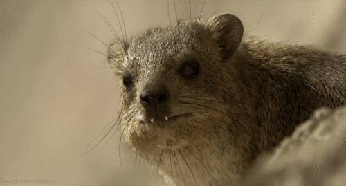 africa hyrax GIF by Cheezburger