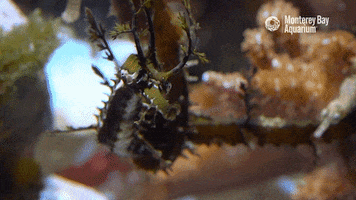 sea dragon eyes GIF by Monterey Bay Aquarium