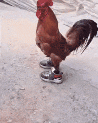 shoes cock GIF
