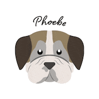 emilybezakwrites bulldog ebw emily bezak writes emily bezak Sticker