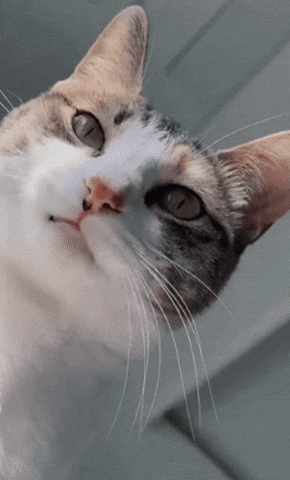 Car Cats GIF