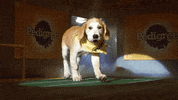 animal planet dog GIF by Puppy Bowl