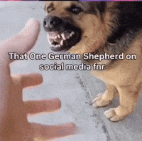 German Shepherd Dhruv GIF