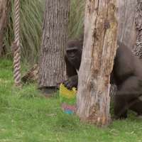 Gorillas Dig Into Easter-Themed Snack