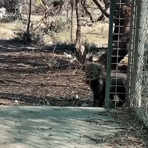Zoo Funny Animals GIF by Storyful