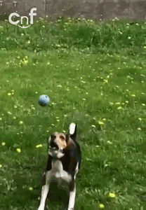 fetch full contact GIF by Cheezburger