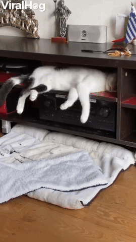 Napping Cat Falls From Shelf