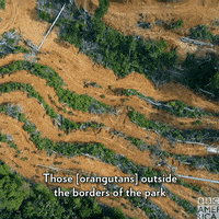 Behind The Scenes Wildlife GIF by BBC America