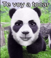 Xd GIF