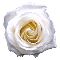 Beauty Love Sticker