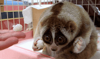 loris GIF