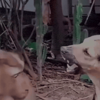 Dog Fighting GIF by Respective