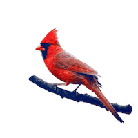 Wvu Mountaineers Sticker by WestVirginiaU