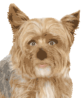 Sara Escudero Dog Sticker by Movistar+