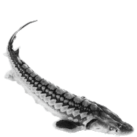 Sturgeon Sticker by Rhön-Caviar