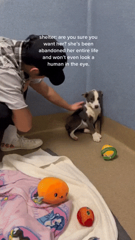 cuteanimalland giphyupload GIF