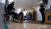 nat geo wild pet GIF by The Incredible Dr. Pol