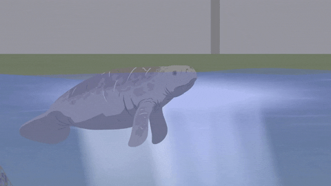 sea lion swimming GIF by South Park 