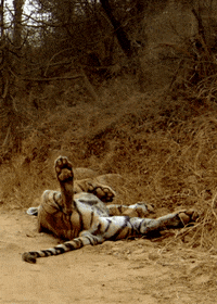 big cats tiger GIF by Head Like an Orange