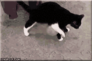 cat balloons GIF by Cheezburger