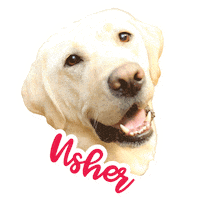 Good Boy Doggie Sticker by Norton Healthcare