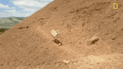 natgeochannel nat geo yellowstone yellowstone live herds on the hoof GIF