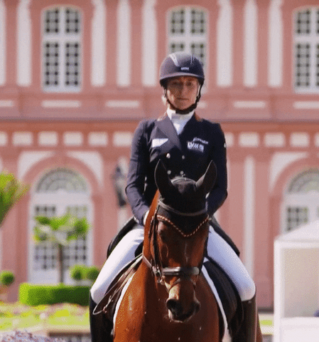 uvex giphyupload horse horses olympic GIF