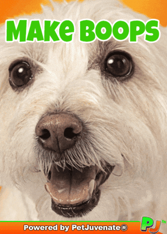PetJuvenate petjuvenate henlo hooman fren love rescue dogs treatos and woofer for pupper GIF