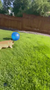 Bulldog Bounces Around New Toy Ball
