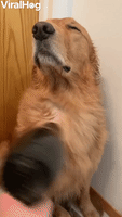 Pup Basks In Blow Dryer