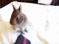 Bunny's Leap to the Window Lets Him Down