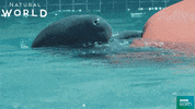 puerto rico swim GIF by BBC Earth