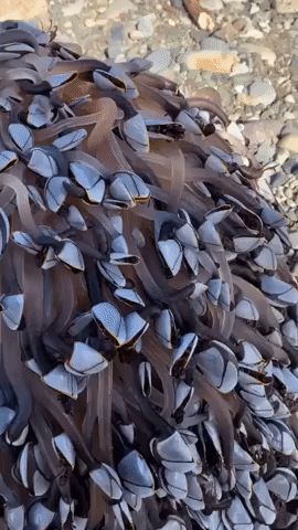 'Mesmerizing' Goose Barnacles Wash Up on Welsh Beach