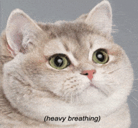 cat intensifies GIF