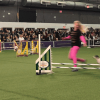 dog show GIF by Westminster Kennel Club