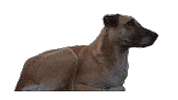 Playing Close Up Sticker by Magnolia Pictures