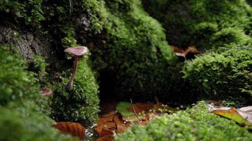 fall rain GIF by Living Stills