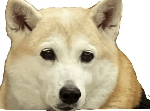 Shiba 柴犬 GIF by Menwen