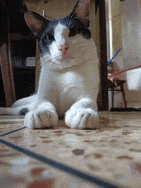 Cat GIF