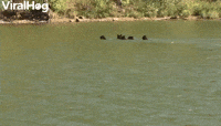 Bear Family Goes for A Swim