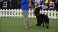 The Masters Obedience Championship At Westminster