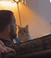 Ninja Casa GIF
