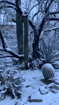 Snow Covers Cacti as Winter Weather Moves Over Tucson