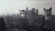 cat puppy GIF by MINI Italia