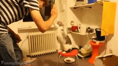 high five cat GIF by Tiffany