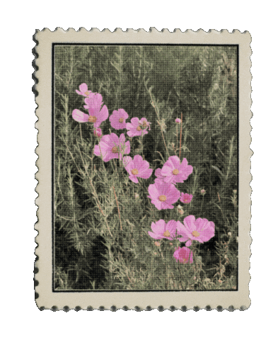 Flower Abt Sticker