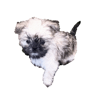 Puppy Head Tilt Sticker by NZ Collab