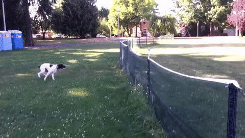 dog running GIF by Cheezburger
